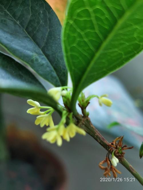 桂花