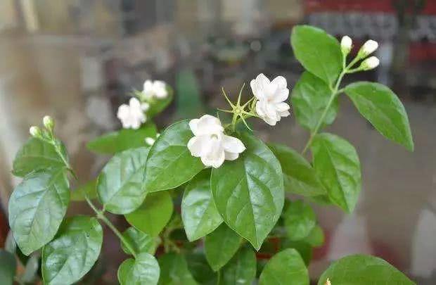 茉莉叶子高凹不平不开花浇水加点料茉莉花天天开花爆满盆