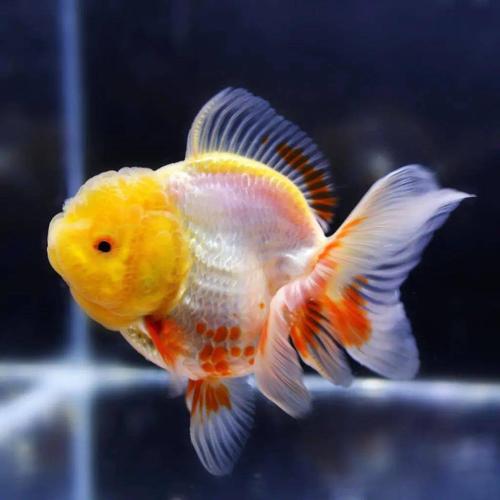 泰狮金鱼作为泰国进口鱼种,其生长速度较快,尾巴高耸有张力,游姿优美