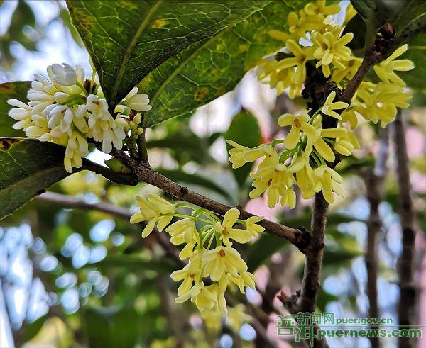 糖桂花把香留住
