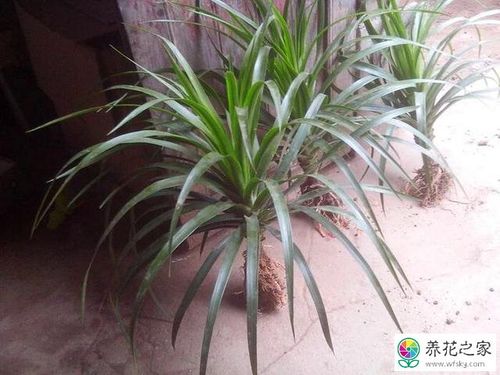 龙血树如何扦插