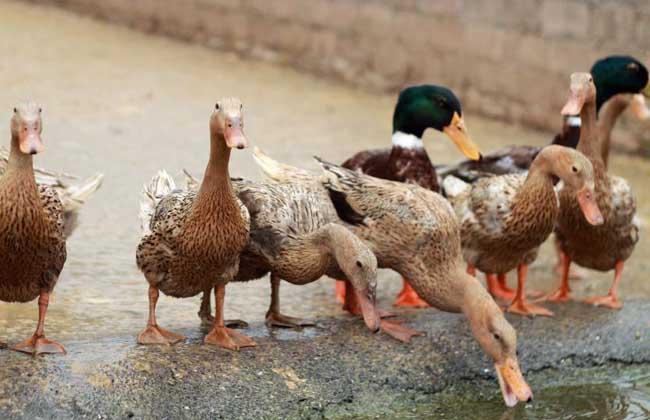 三穗鸭图片及介绍