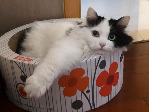 黑白猫是什么品种,为什么这么多人养?