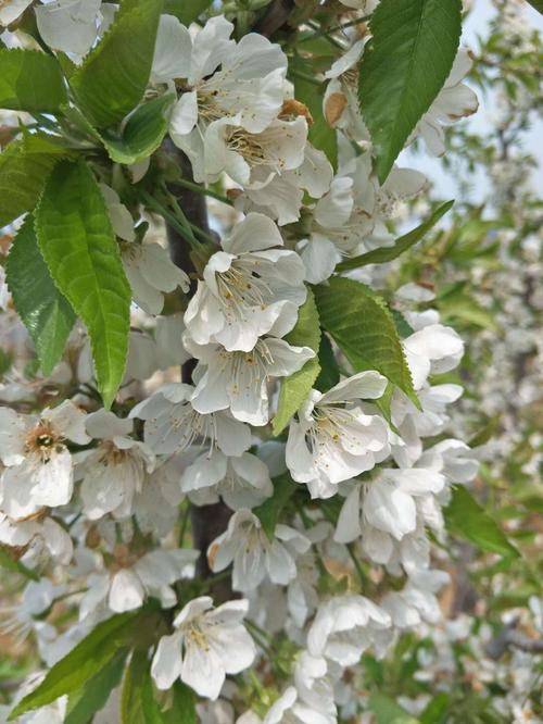 大樱桃习性之开花