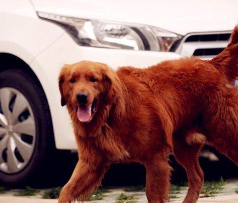 自养纯种枫叶红大金毛,狗贩子勿扰