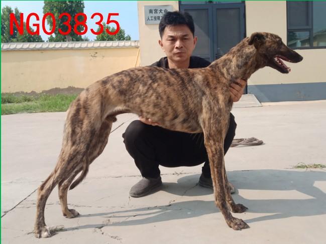 格力犬血统查询