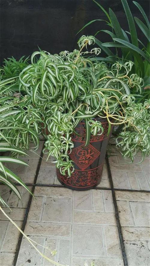 油画吊兰不时兴了,今年很火的是"法国女郎",洋气不说还很可爱