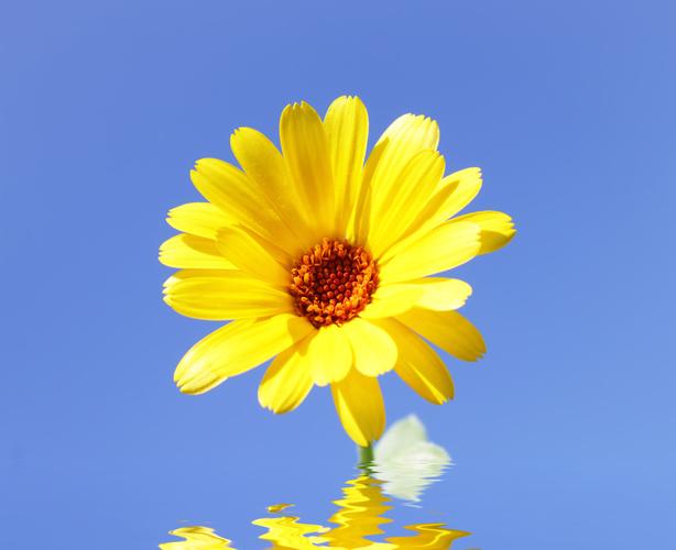 金盏花