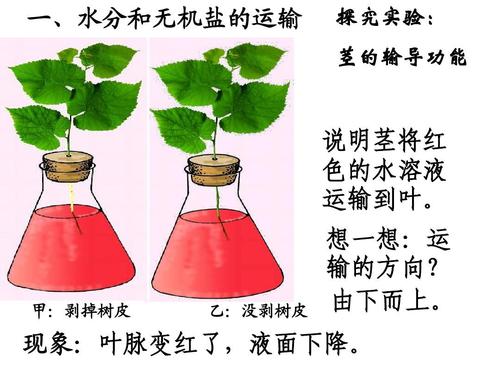 第五章 第五节 运输作用课件 (北师大版七年级上册 )ppt