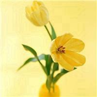 好看的微信花头像_微信头像图片大全