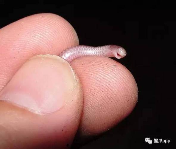 你能看到它那大大的圆眼睛