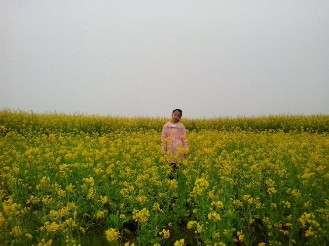 童谣诗《油菜花》