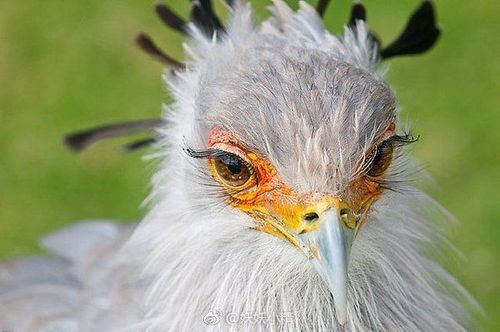 羡慕,想要这样的睫毛