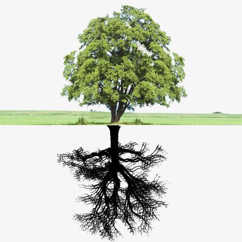 关键词 : 树木,生长,根,植物