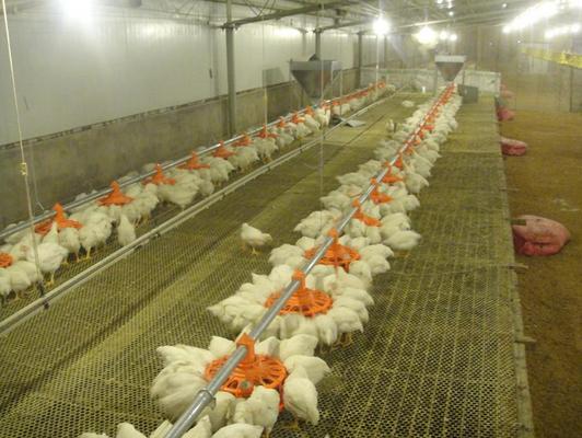 限养肉鸡带来的连锁问题