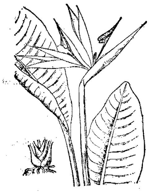 花卉园艺     相关鹤望兰图片请移步 http://photo.blog.sina.com.