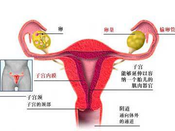 子宫内膜在宫腔里,我把它比喻为土壤,可以种植花朵的土壤.