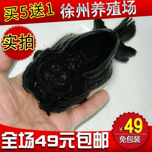 精品兰寿金鱼观赏鱼宠物鱼活体鱼苗黑寿包活 招财鱼 黑色金鱼活体