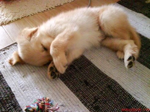 小狗成长记(一)