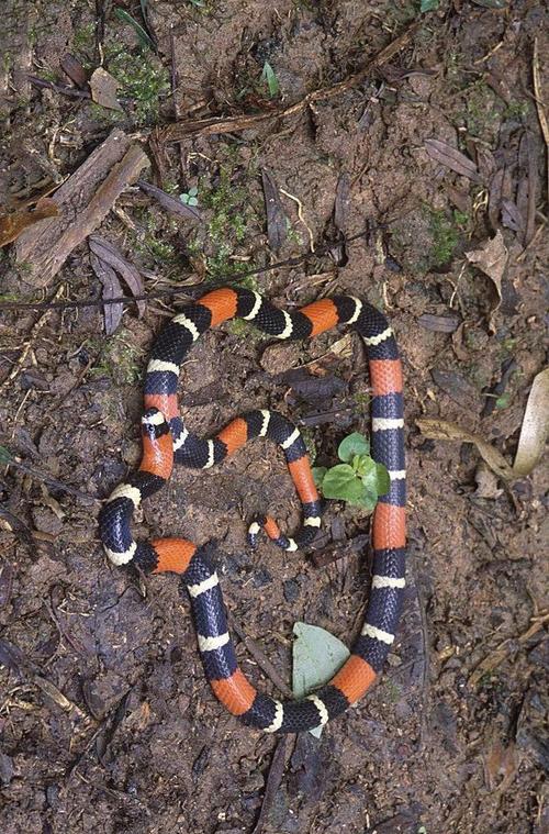 新蛇亚目·眼镜蛇科:南美珊瑚蛇