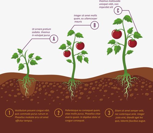 矢量小番茄生长过程