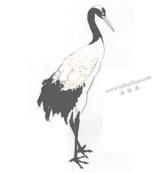 鹤的写意画法步骤图示