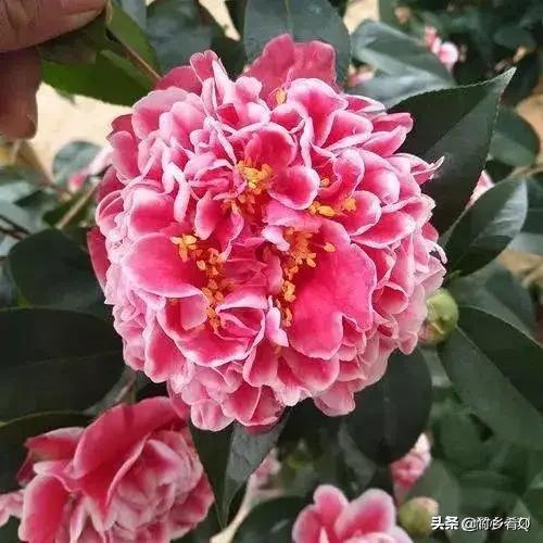 多姿多彩的漂亮茶花