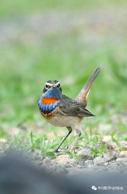 常爷聊靛颏鸟的选择