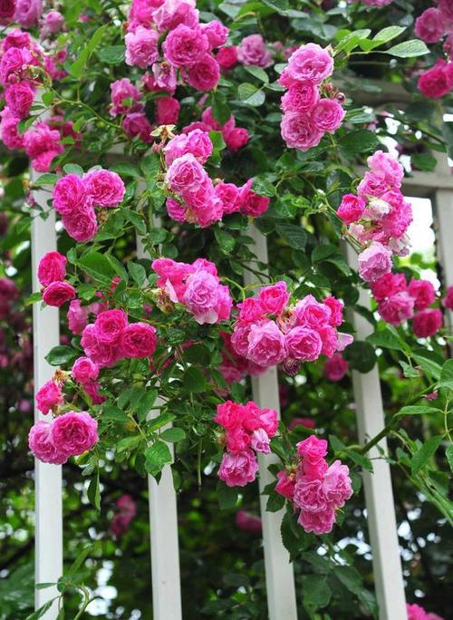 蔷薇花墙成了一道最靓丽的风景