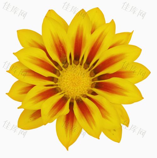 02-23 10:06:56 分享者crysta;l 佳库网提供手绘大丽花卡通手绘素材