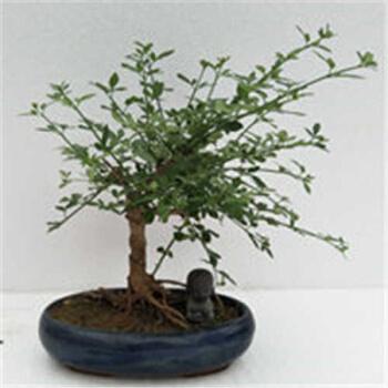 精品绿植提根迎春花盆景微型米叶迎春盆景虎蹄迎春花苗小树桩盆景当年
