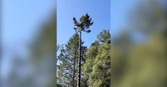 美一伐木工锯树顶时差点从30米高树掉落