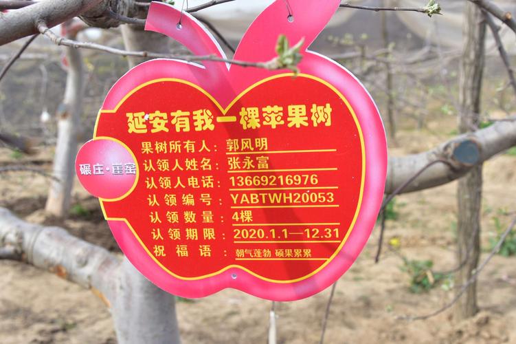 认养果树有条不紊展开