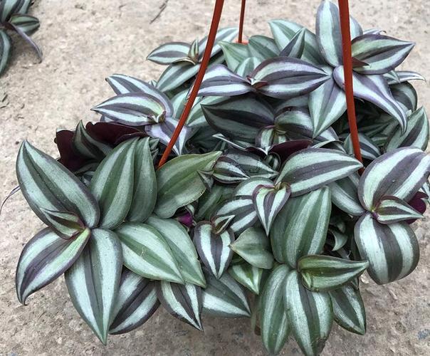 吊竹梅的养殖技巧