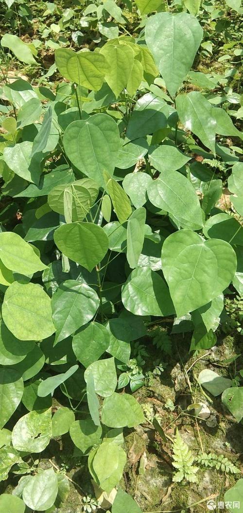 赤苍藤,别名叫姑娘菜,龙须菜