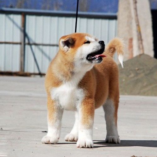 秋田犬幼犬活体秋田活体日本秋田犬八公犬秋田犬狗狗日本狗