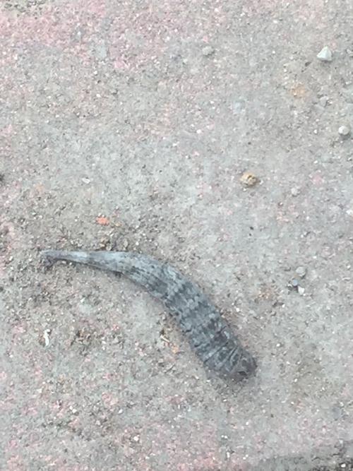 什么虫臭水里面的