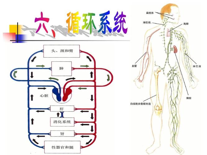 人体九大系统ppt