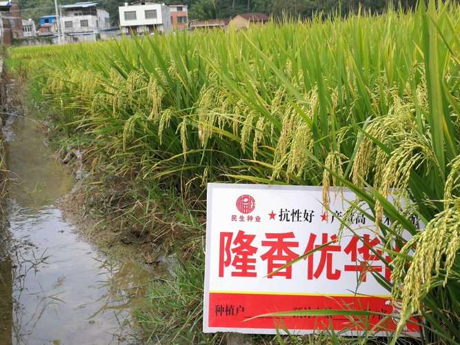 132亩连片《隆香优华占》,而且也是华占中唯一带有香味的