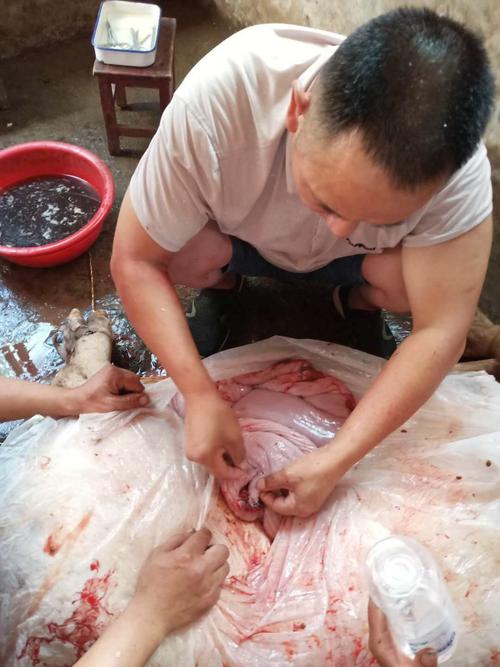 炎炎夏日,母猪难产解决之道!