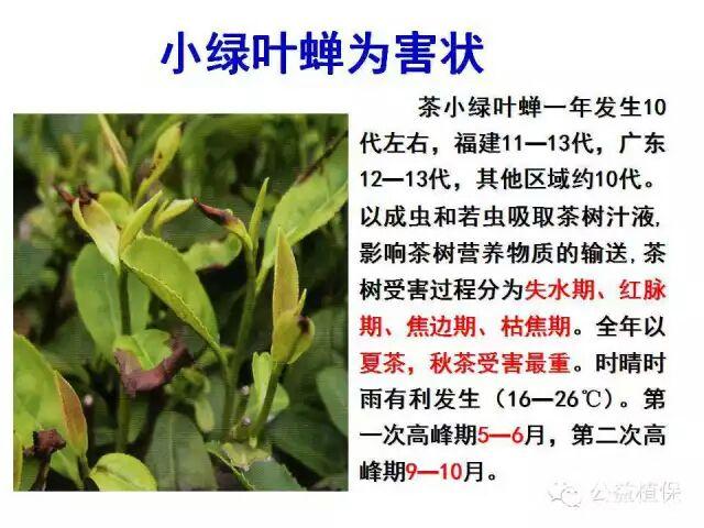 茶树病虫害高清图谱