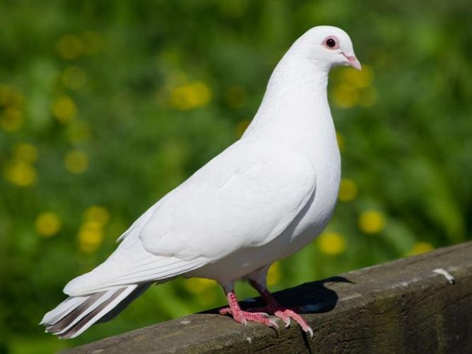 盘点人工培育的二十大纯白色鸟类