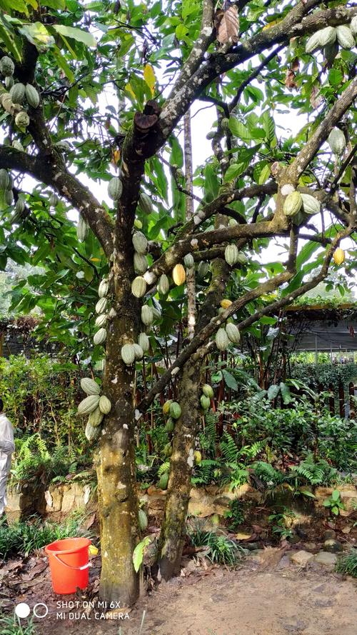 兴隆热带植物园