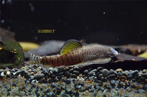 思凡拟腹吸鳅 金线小提琴 金钻吸鳅 原生热带鱼 观赏鱼