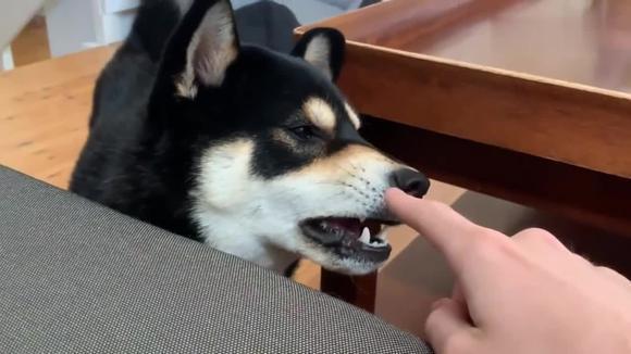 就不停戳你的鼻子,哈哈!柴犬发怒了!