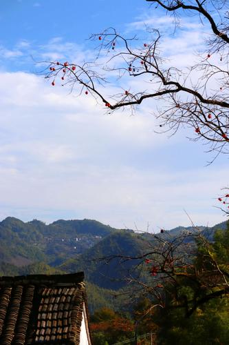 余姚大岚镇柿林村