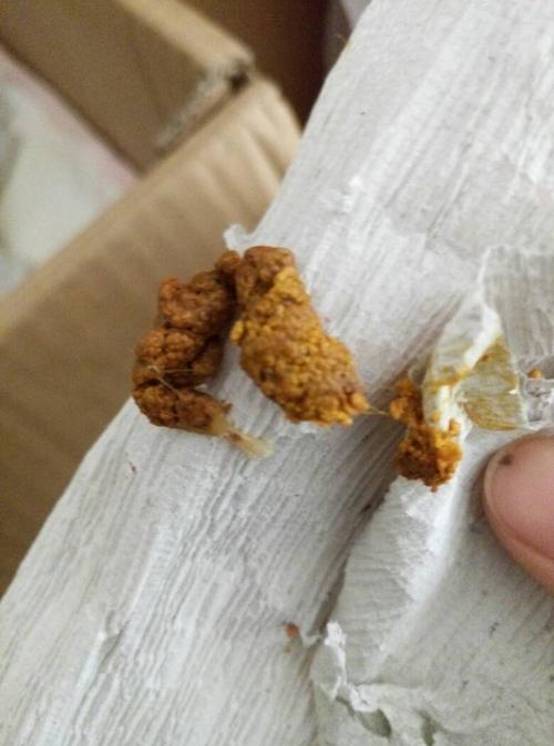 小狗崽子六天,拉出来的屎黄色稍黏,但是是由小颗粒小颗粒组成,是不是