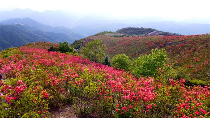 太湖山尖杜鹃花…温岭最高峰美景
