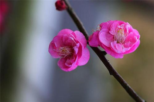 腊月花事梅花五首:一枝梅破腊,万象渐回春