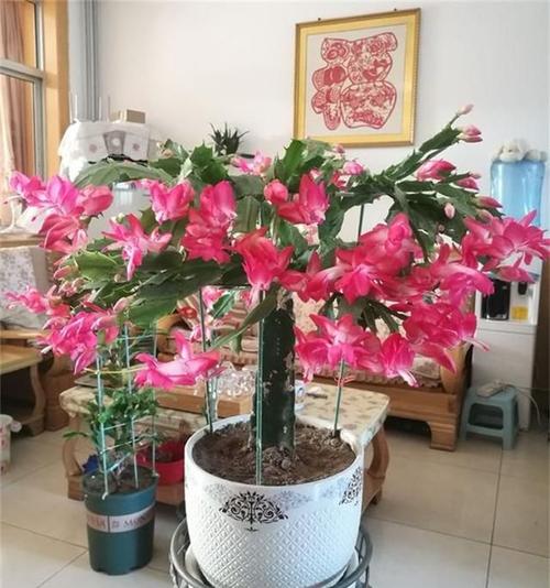 蟹爪兰"开花指南",简单易学,一次开花上百朵,朵朵漂亮